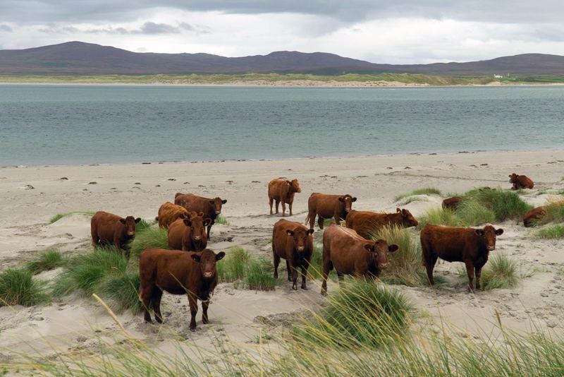 A group of red-brown cattle standing in the dunes at the edge of a sandy Islay beach