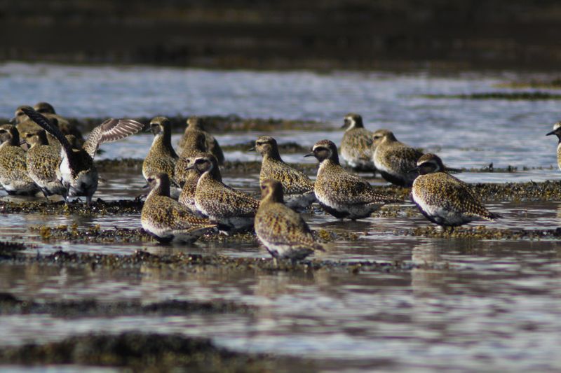 A flock of golden plover with speckled gold and brown backs resting on a seaweed-covered shore, one bird stretching its wings