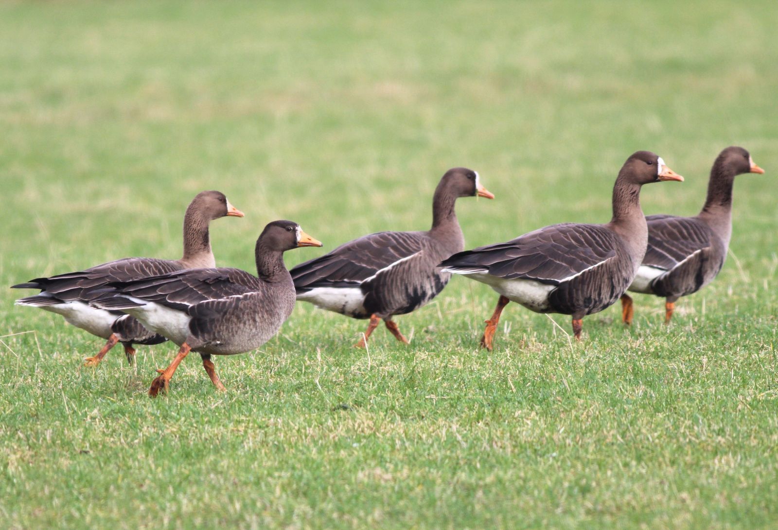 Five Greenland white-fronted geese walking in a line across short green grass, showing their white face blaze, orange bills and dark belly bars